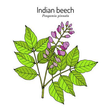 Indian beech or Pongam oiltree Pongamia or Millettia pinnata , medicinal plant