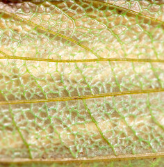 Obraz premium Close-up wing of a grasshopper as background.