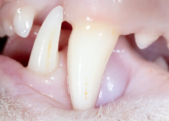 Close up of white teeth of a cat.