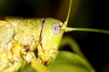 Close-up portrait of a grasshopper in nature.