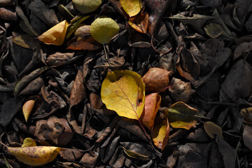 Hoja amarilla de un albaricoquero sobre un lecho de hojas secas y grises. Imagen de alto contraste donde se resalta el color brillante de las hojas en otoño.