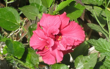 pink hibiscus flower