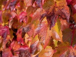 Herbstlich rot und gelb verfärbte Blätter einer Weinrebe von der Schärfe in eine leichte Unschärfe