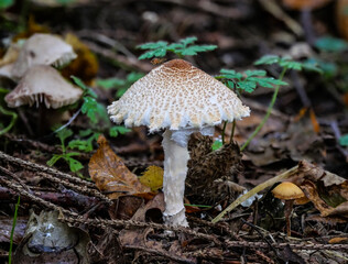 Der Pilz Wolliggestiefelter Schirmling (LEPIOTA CLYPEOLARIA) auf Waldboden
