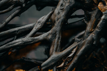 Roots in the water