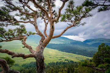 Fototapeta na wymiar Pine tree against the background of mountains, green meadows and forests. Beautiful curves and branches green needles