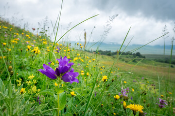 Bell flowers on the background of a mountain meadow, cloudy summer day