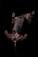 Portrait Hund von unten durch Glasscheibe frisst leckerlies