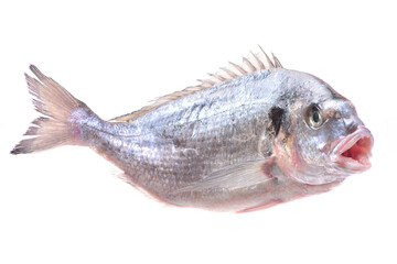 Dorado fish on white background