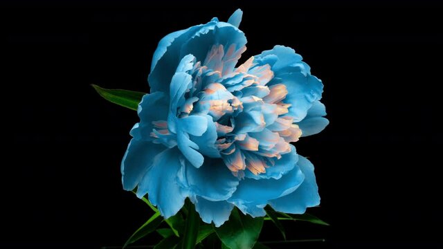 Beautiful blue Peony background. Blooming peony flower open, time lapse 4K UHD video timelapse