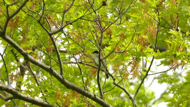 Large tyrant flycatcher sitting on the tree branch. Eastern Kingbird sitting in a tree canopy in Canada