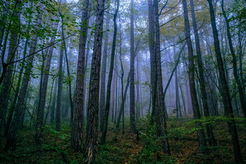 Fototapeta na wymiar misty forest in the morning 