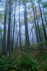 Obraz premium misty forest in the morning 