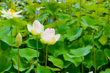 極楽浄土の蓮の花