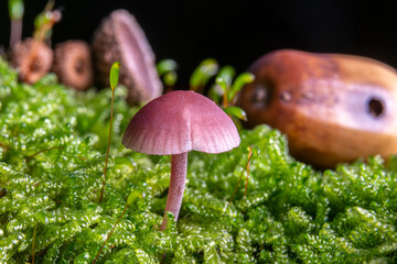 Small purple lacquer funnel in the moss on the forest floor
