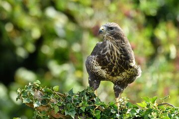 European wild common buzzard