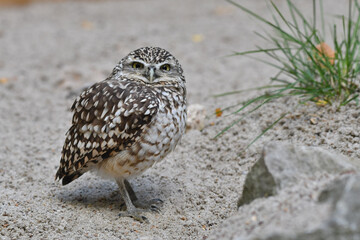 Wild small  Burrowing owl portrait