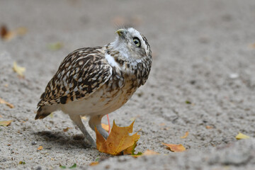 Wild small  Burrowing owl portrait