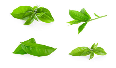 green tea leaf isolated on white background