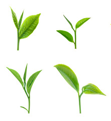 Green tea leaf isolated on white background