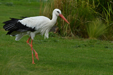 Wild White stork  hunting
