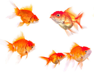 Fototapeta premium goldfish animal isolated on white background