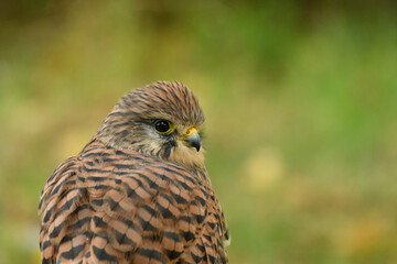 Face to face with female common kestrel
