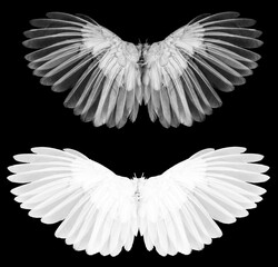 Fototapeta na wymiar Angel wings isolated on whitbackground