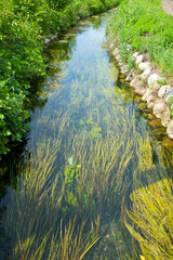安曇野の雪解け水と水草