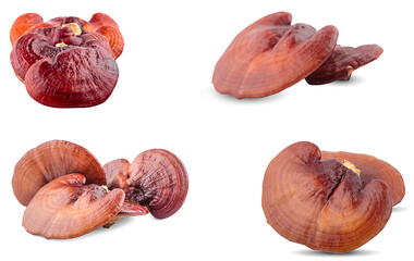 Ganoderma Lucidum Mushroom an isolated on white background