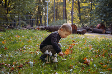 little caucasian boy found a poisoned mushroom called deadly amanita in park.