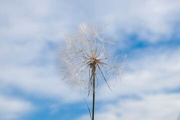 Dandelion flower against the blue, cloudy sky.