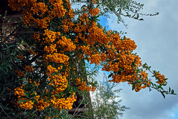 Sanddorn ( Hippophae rhamnoides ).