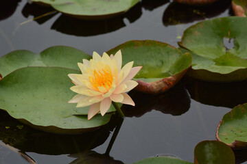 Obraz na płótnie Canvas Beautiful yellow lotus flower on pond.