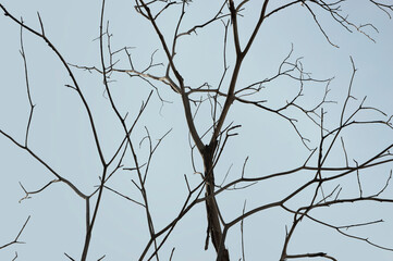 Dead tree branches isolated over blue sky
