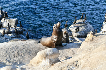 Naklejka premium Sea Lions - La Jolla - San Diego