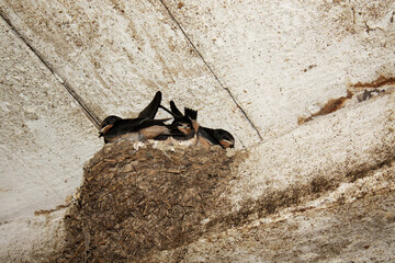 oisillons au nid © helenedevun