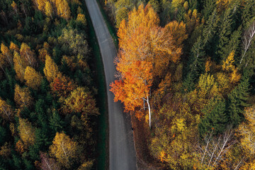 Aerial view of the road passing through the colorful autumn forest