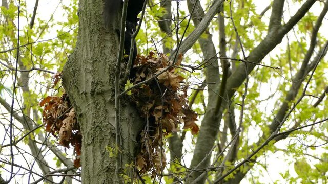 A black squirrel comes out of the nest with his babies. Large tree with green leaves