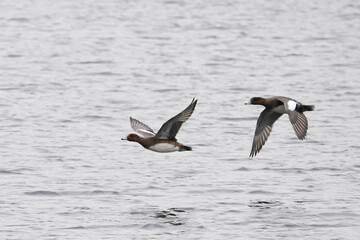 Fototapeta na wymiar ducks in flight
