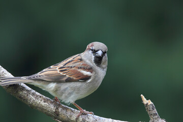 Male House Sparrow (Passer domesticus) sitting on a branch in the garden.