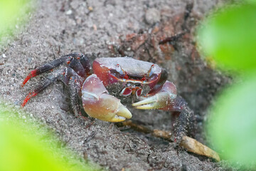Spider Crab (Neosarmatium meinerti) in the mangroves on Praslin, Seychelles.
