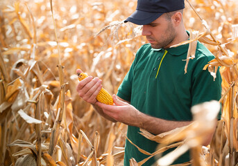 a farmer in a corn field before harvest