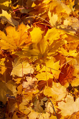 autumn maple yellow leaves as background