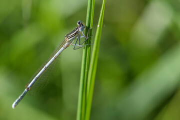 White-legged Damselfly - Platycnemis pennipes, beautiful dragonfly from European reeds, marshes and fresh waters, Morava river, Czech Republic.