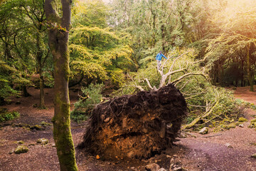 Man in blue jacket on a big fallen tree in a forest park. Barna woods, Galway city, Ireland
