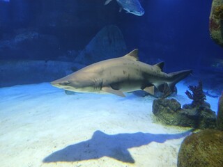 shark