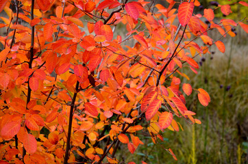native american blueberry.  Rosaceae
The toadstool will delight you in the garden throughout the...