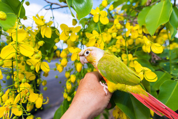 ウロコインコと黄色い花