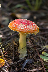 Fly agaric (Amaníta) is a genus of mycorrhizal lamellar fungi of the Amanitaceae family.
